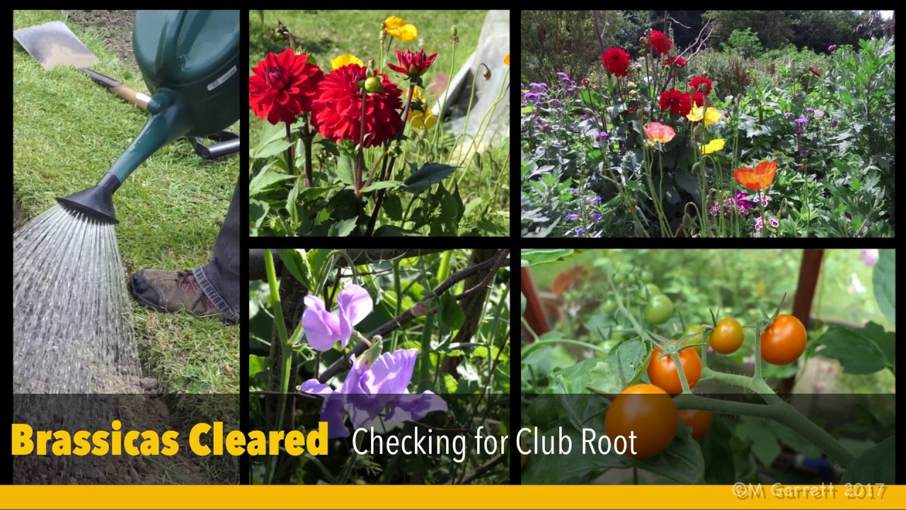 Club Root or Something Else