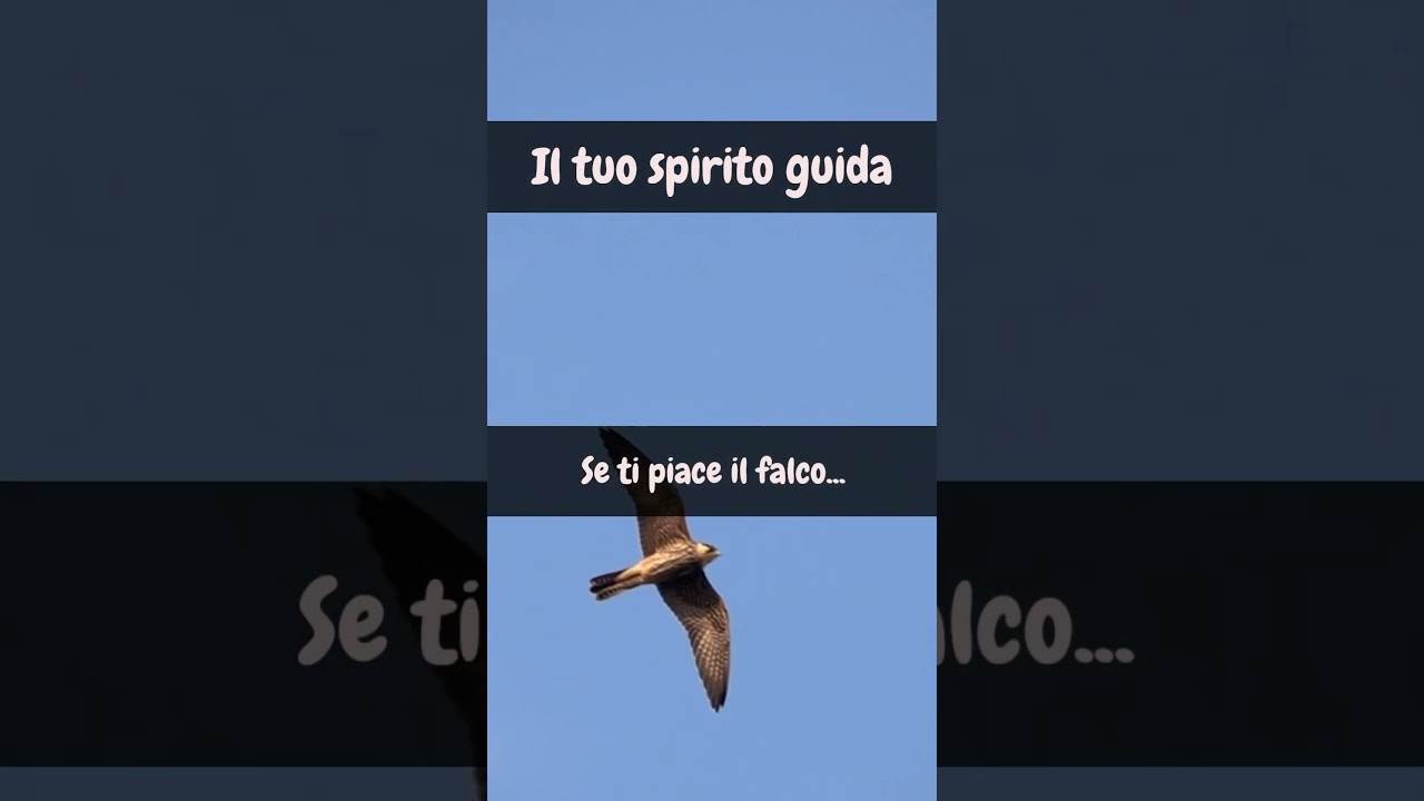 Il falco - Il tuo spirito guida #shorts