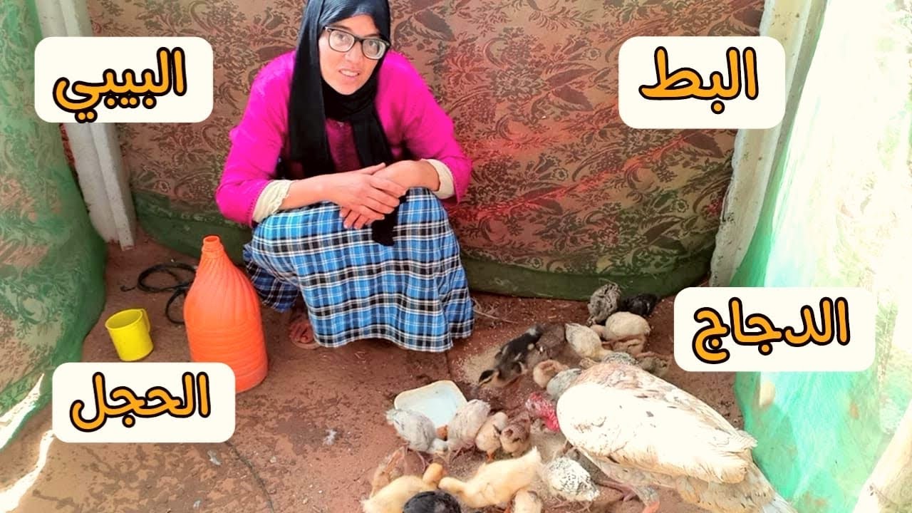 وكلنا الدجاج 🐓الحجل البيبي البط🦆جمعنا البيض اليوم مع هاد الحرارة تابعو معانا 😍