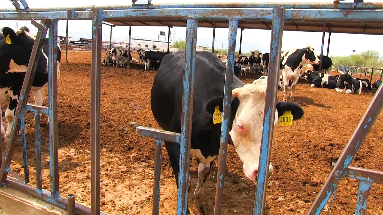 Chapingo, Unidad de Producción 18 de Julio