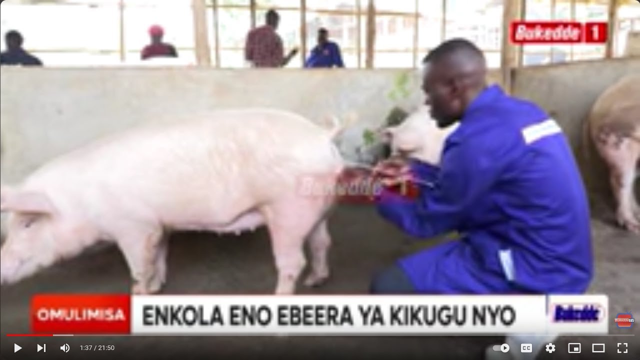 Omulimisa YIGA SAYANSI W'OKUWAKISA EMBIZZI