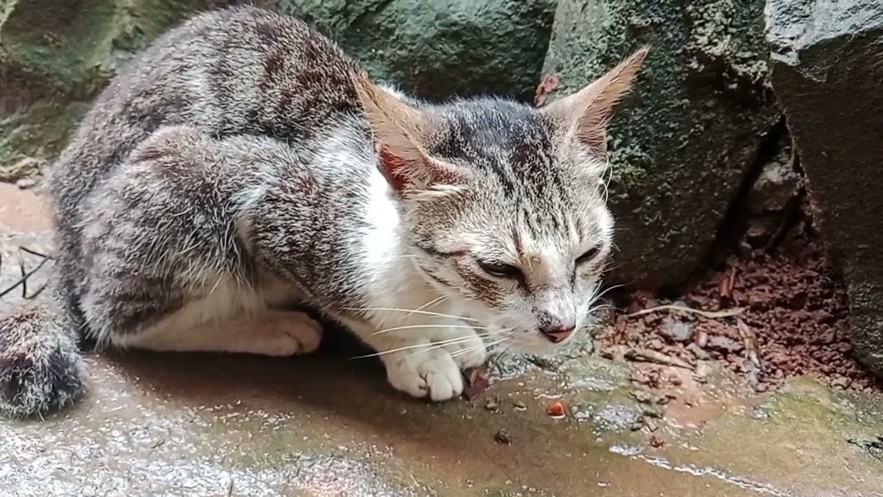 Kasihan kucing 😭😭makanannya di rampok ayam
