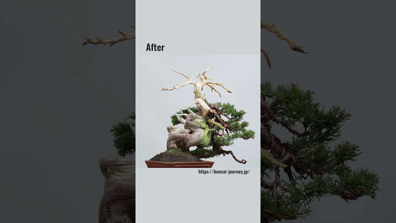 Before and after: the transformation of a shohin Shimpaku bonsai.