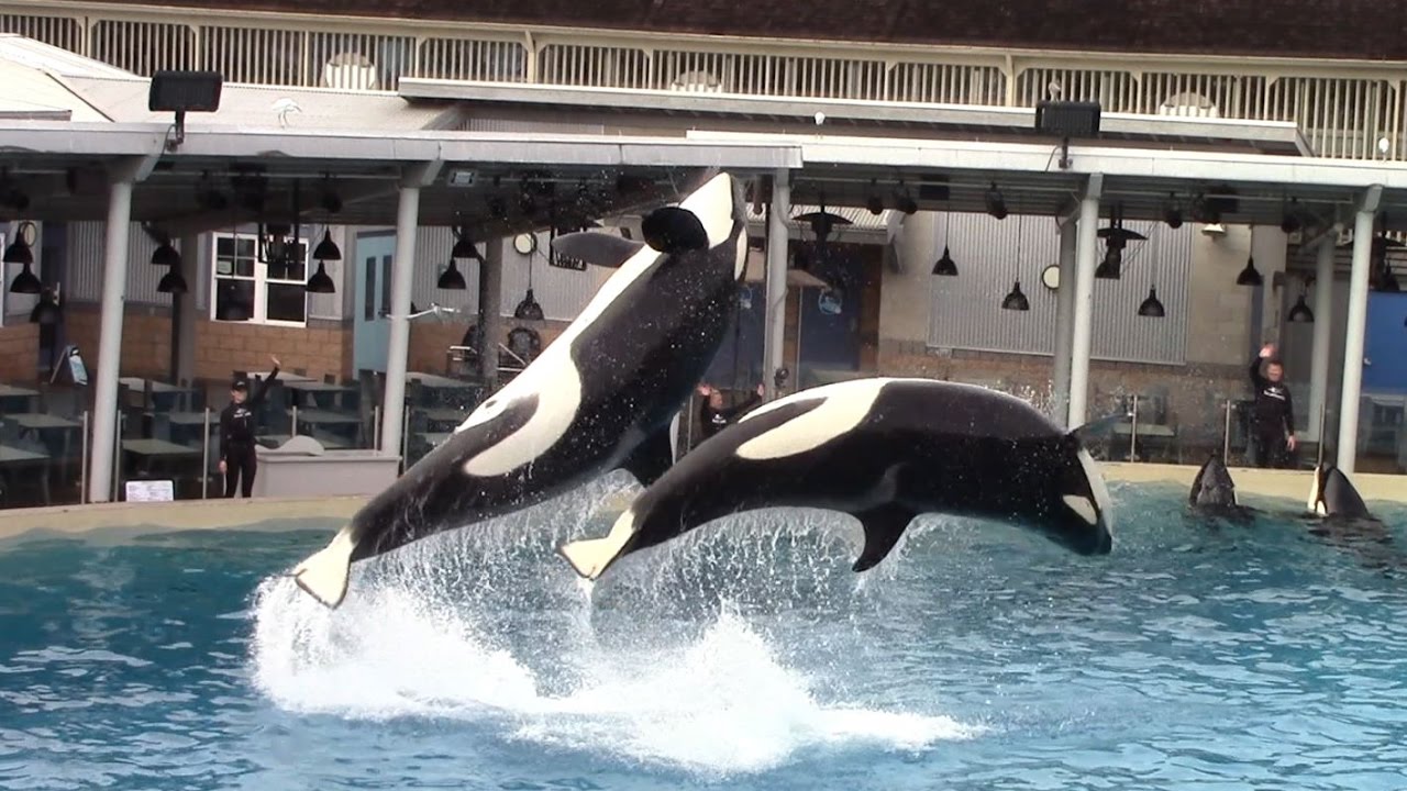 The premiere Killer Whale Presentation at SeaWorld San Diego 1-9-17