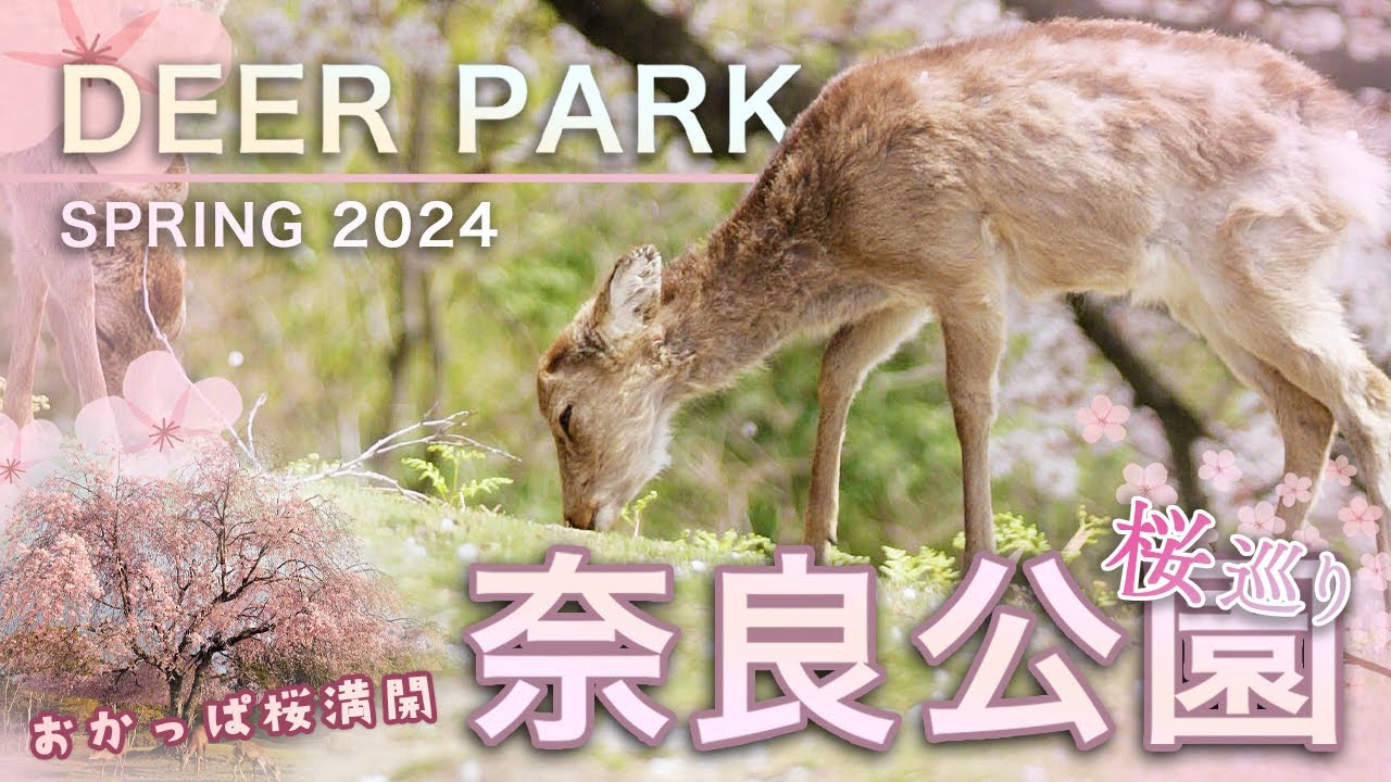 満開の桜と奈良の鹿！今年も奈良公園の春を満喫してきました。【奈良公園で桜巡り・前編】