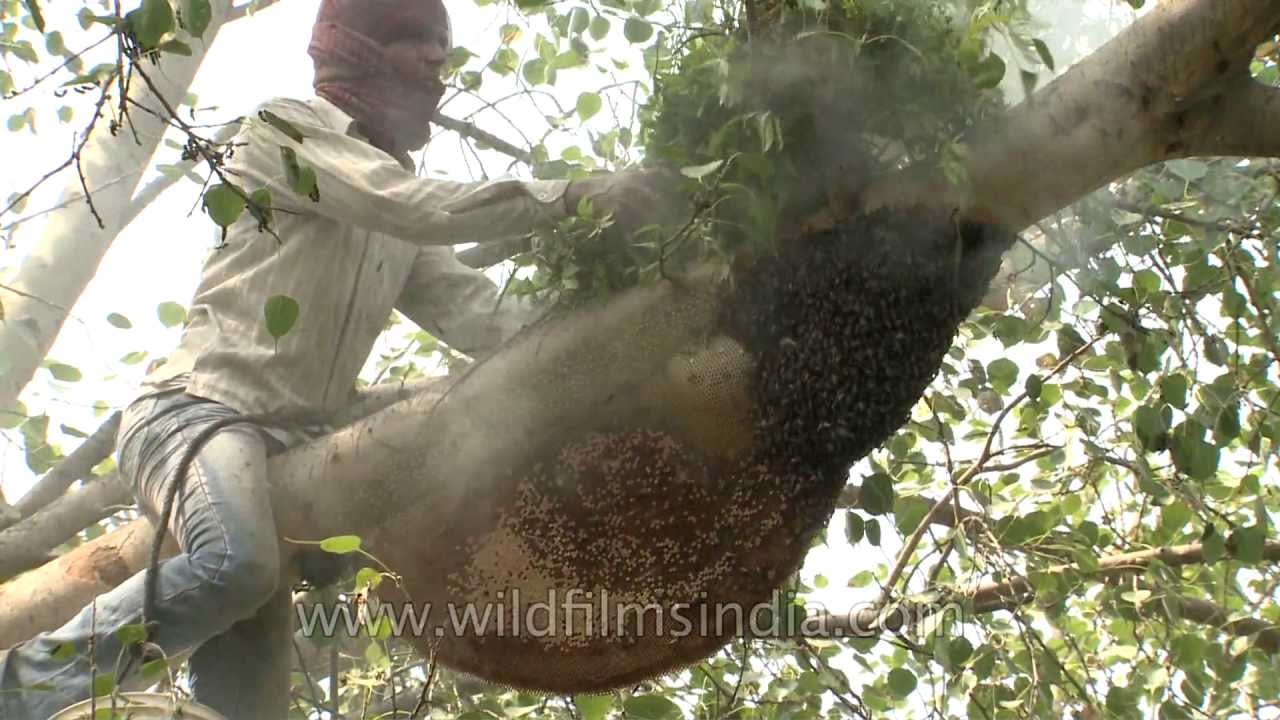 Smoking out a beehive the traditional Indian way