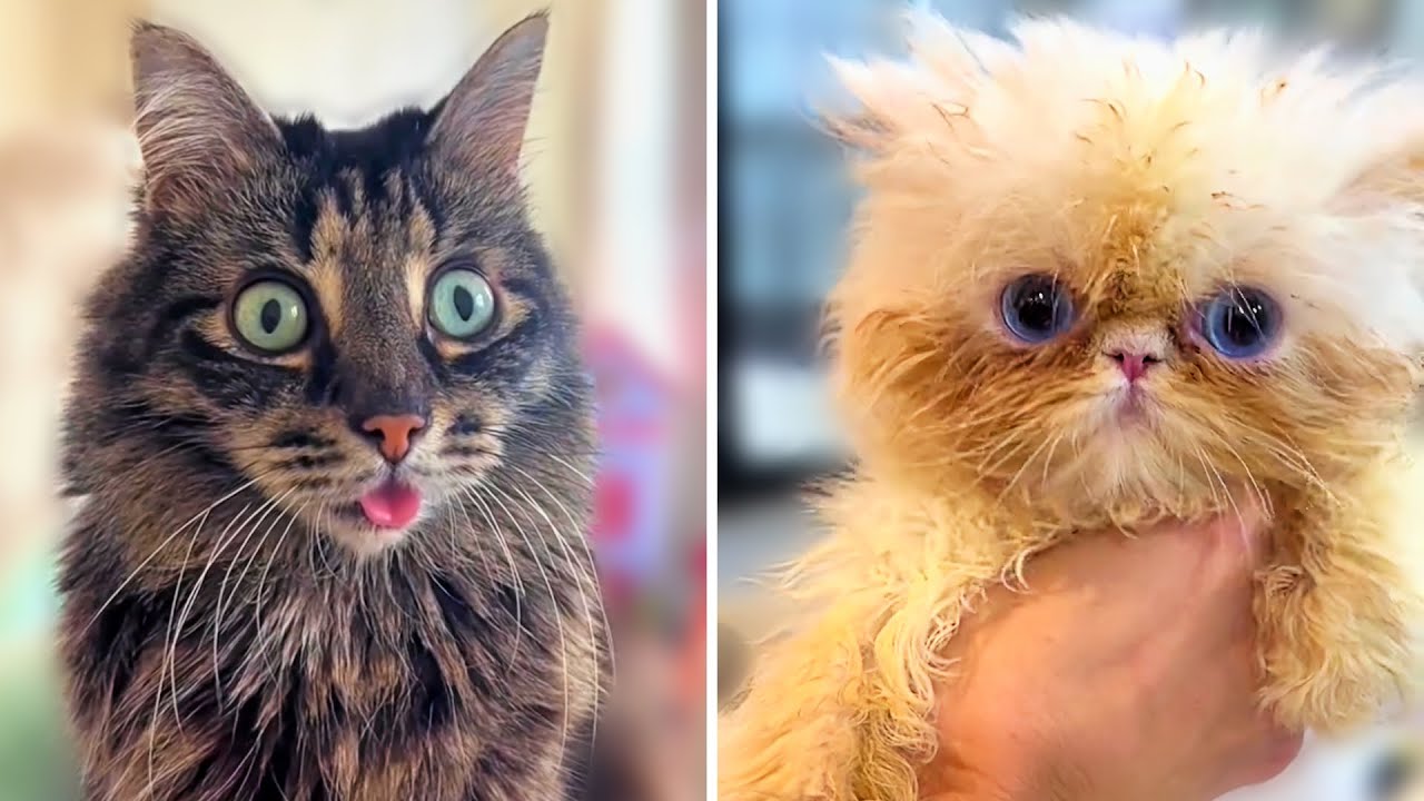 These Cats Are Absolutely Crazy