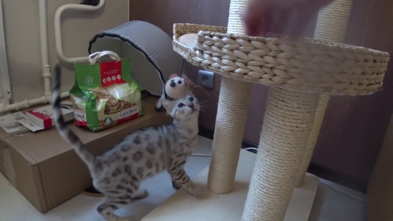 Котенок изучает свой новый дом. Первое купание котенка. 猫