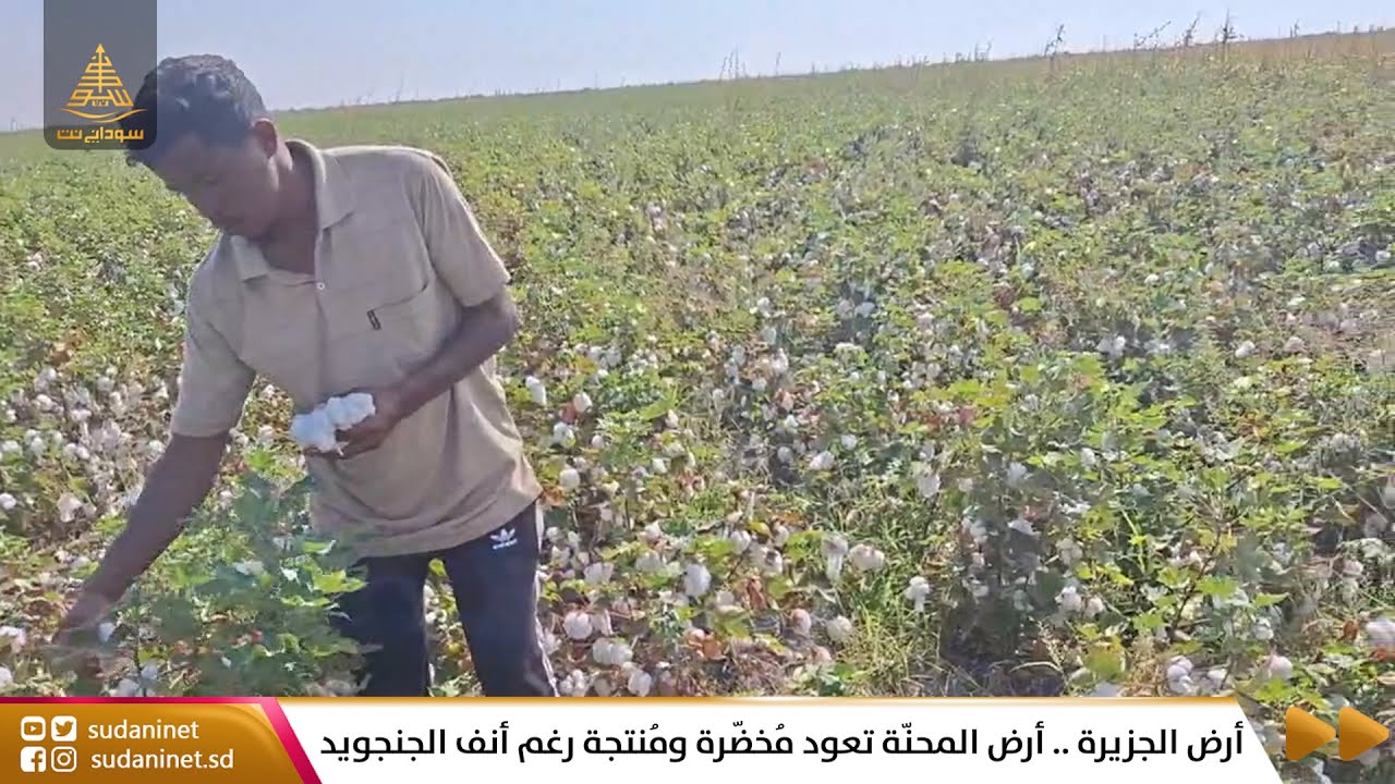 أرض الجزيرة .. أرض المحنّة تعود مُخضّرة ومُنتجة رغم أنف الجنجويد