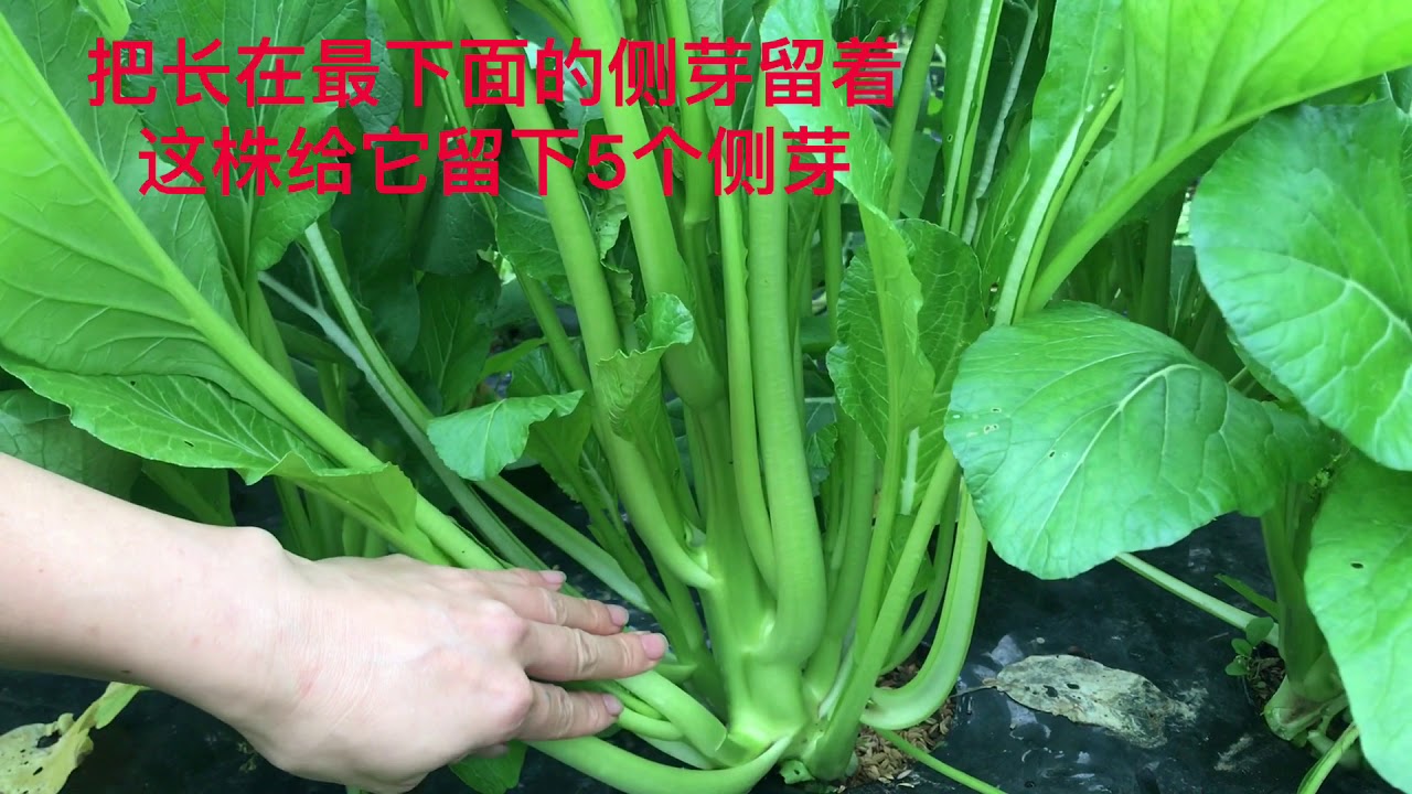 「種植#6」