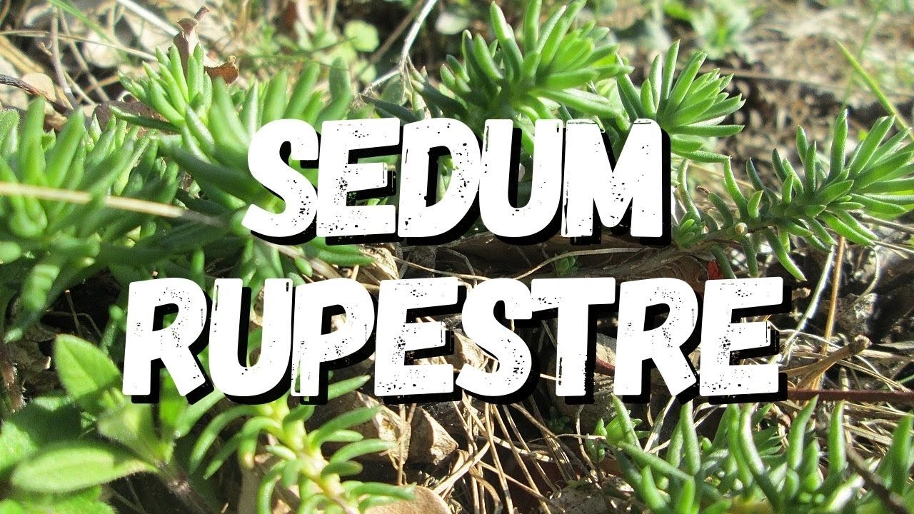 Sedum Rupestre: Tudo Sobre Essa Suculenta