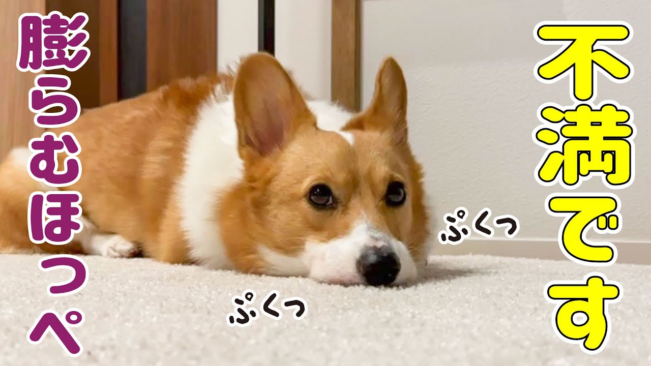 パパの夜遊びに納得できず、口を膨らせて文句言う愛犬が愛おしいです