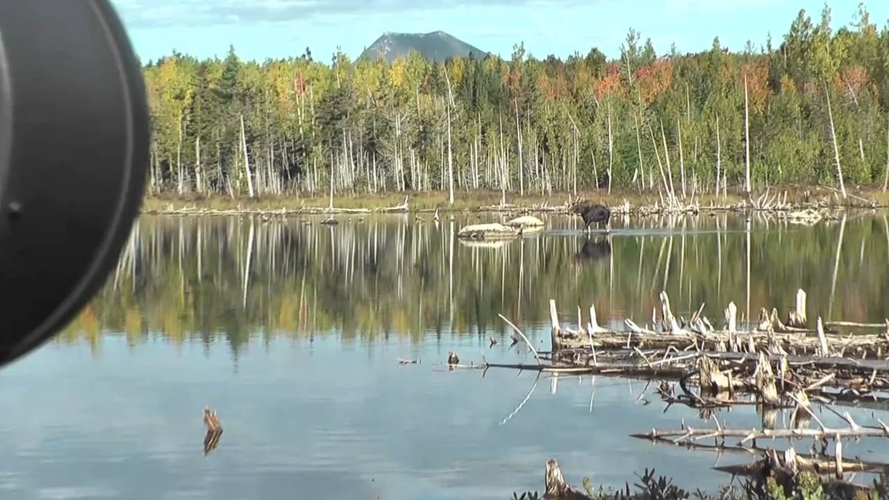 Photographing Moose in Maine with Kent Weakley