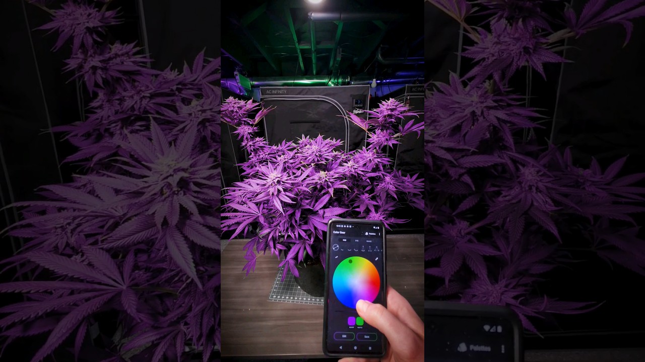 How To Get Purple Plants!