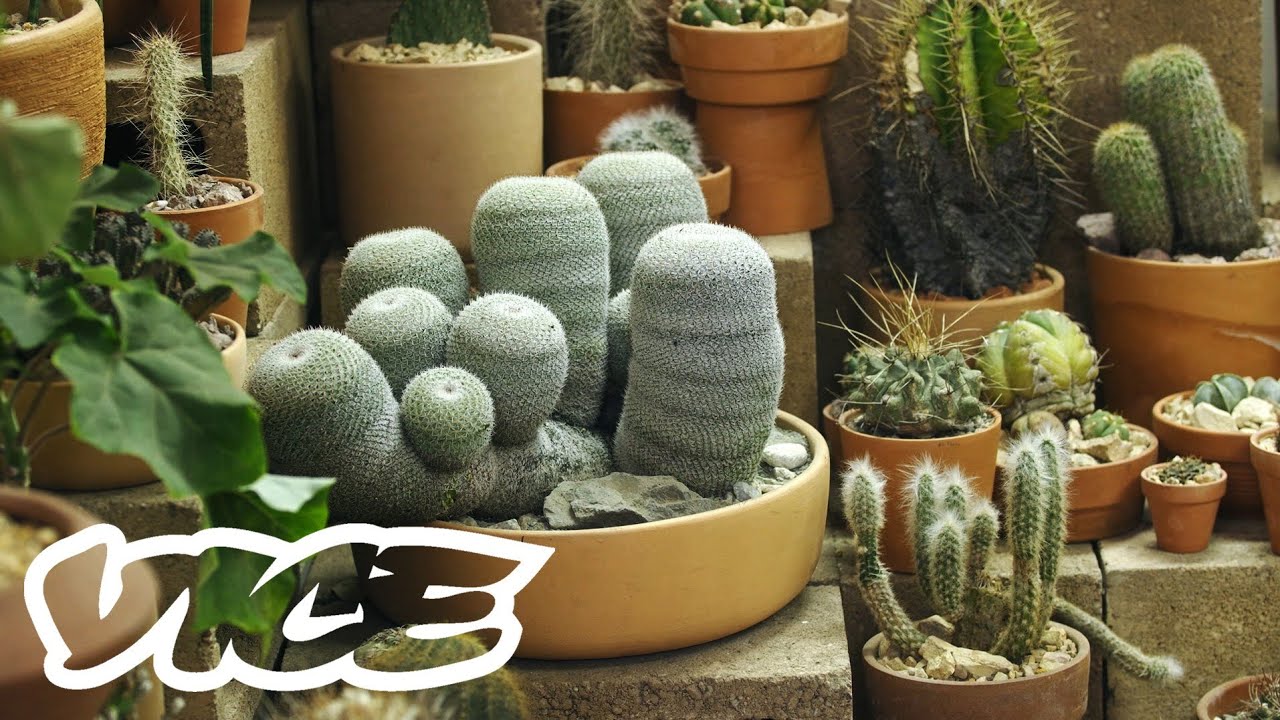 This Store Wants to Make Sure Your Cacti Are Responsibly Sourced and Respectfully Cared For