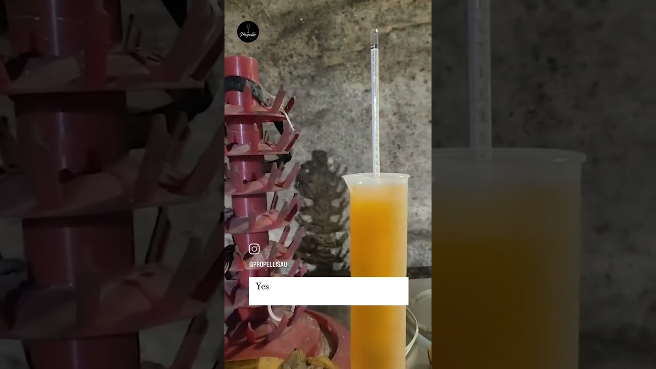 🌱✨️Viognier harvested🍇 Let's check the density 👉👉 #wineharvest #organic #frenchwinemaker