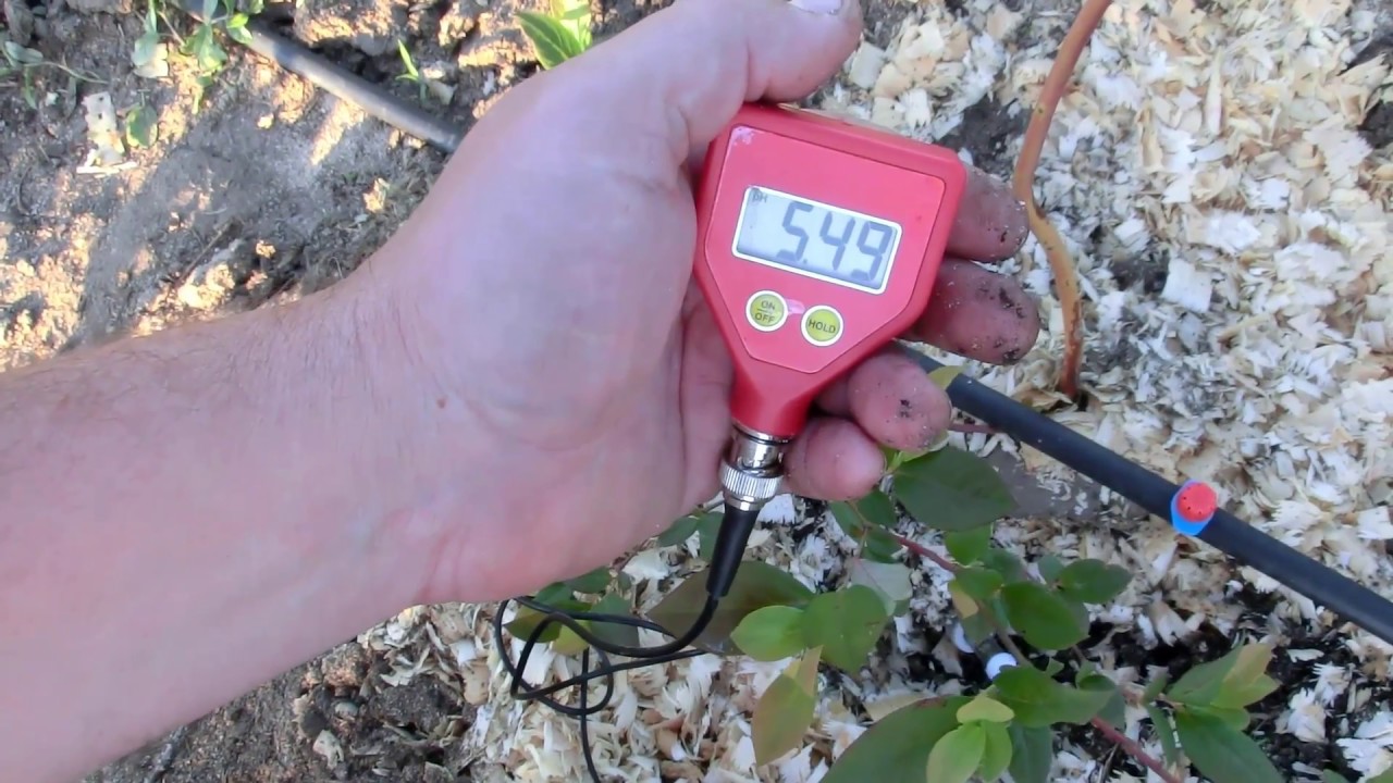 Влияние сульфата аммония при подкислении голубики.