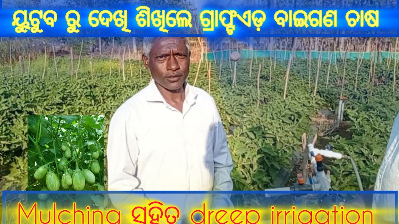 ୟୁଟୁବରୁ ଦେଖି ଶିଖିଲେ grafted ବାଇଗଣ ଚାଷ ||High profit brinjal farming|| mulching and drip irrigation 