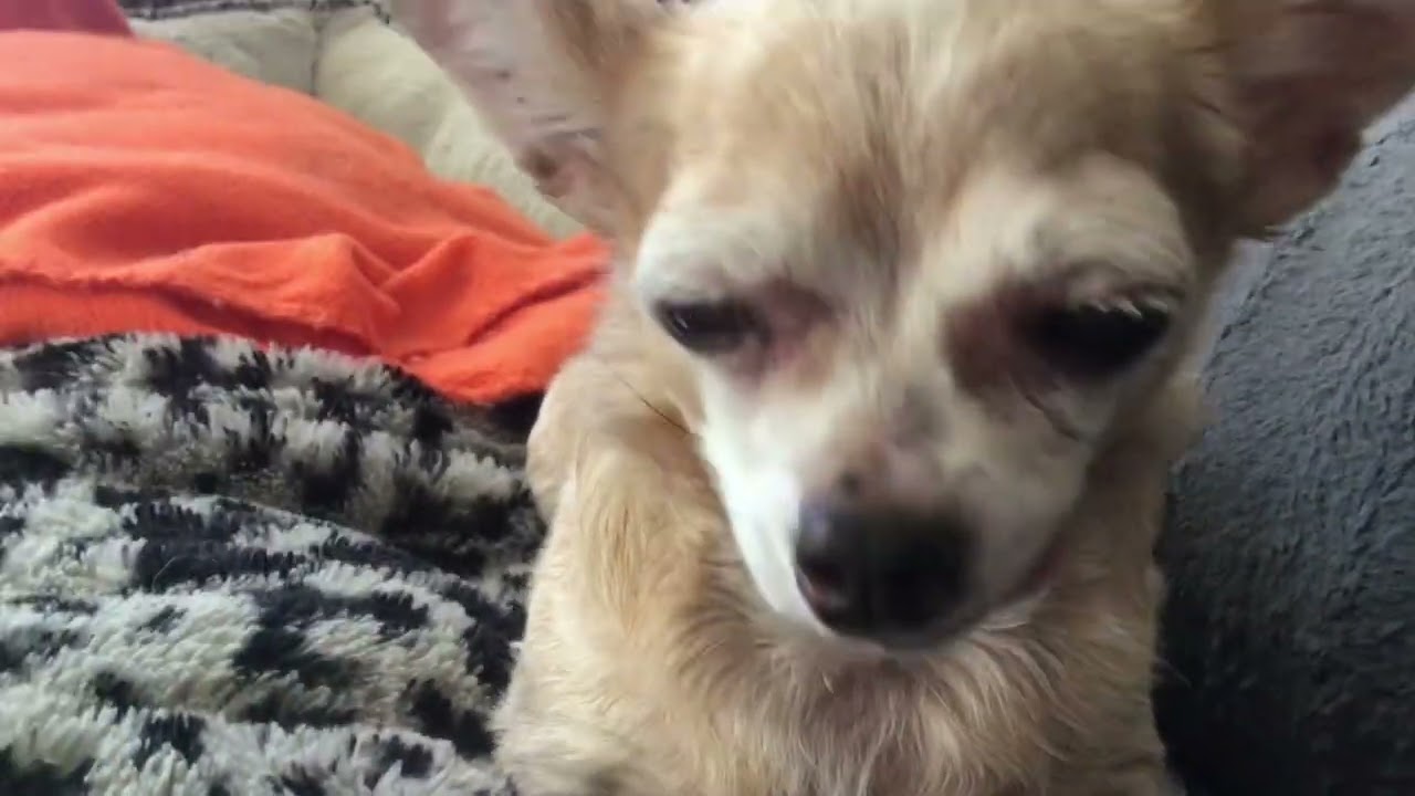 How to help dog with collapsed trachea
