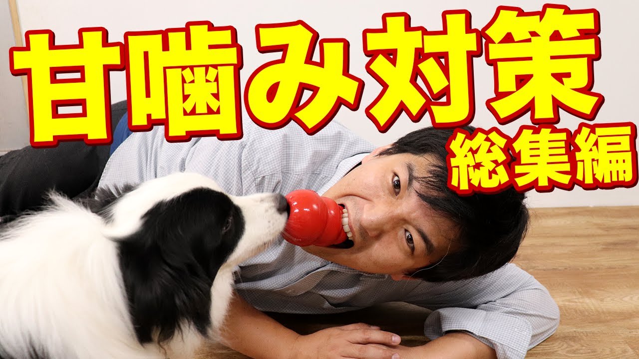 子犬の甘噛み対策！総集編！今までの経験をもとにワンちゃんの甘噛み対策についてまとめました！コングの作り方や使い方も！