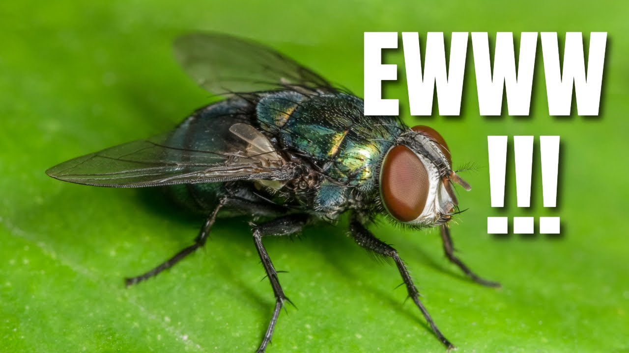 Fly under the Microscope