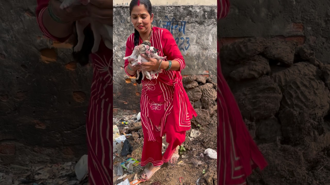 Bana diya bhuri ka ghar 🏠🙏🏼#shortvideos #streetdog