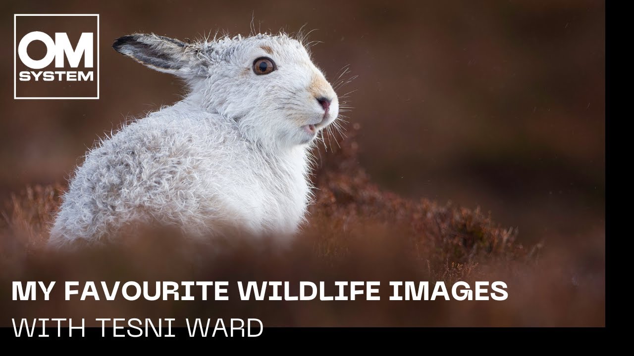 Tesni Ward talks about her favourite wildlife images