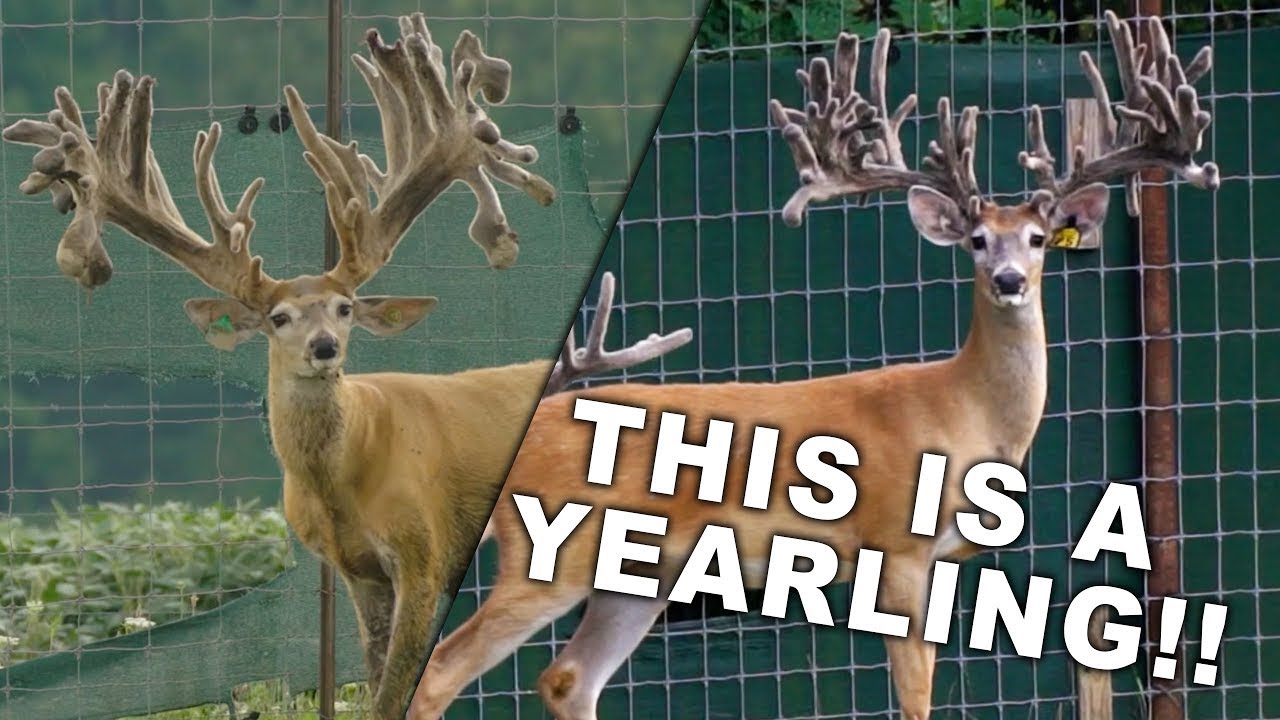 Indiana Deer Farming both Whitetails & Mule Deer Hybrids! | Deer Farming Channel