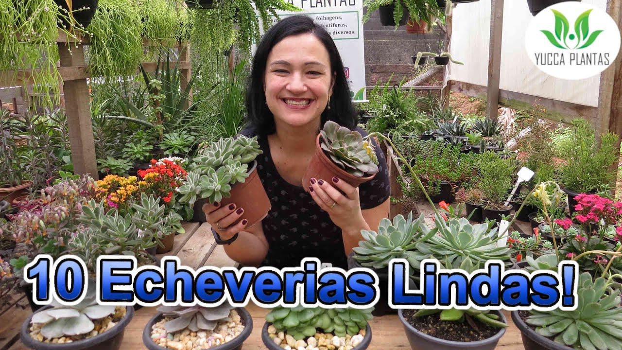 10 Echeverias MARAVILHOSAS!