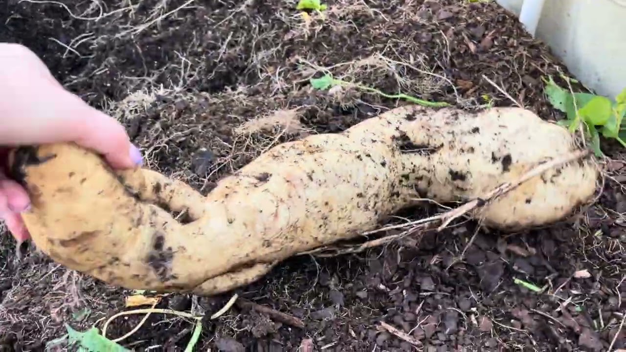 Harvest Monster sweet potato  ( Okinawa purple sweet potato Variety) after 5 months planting .