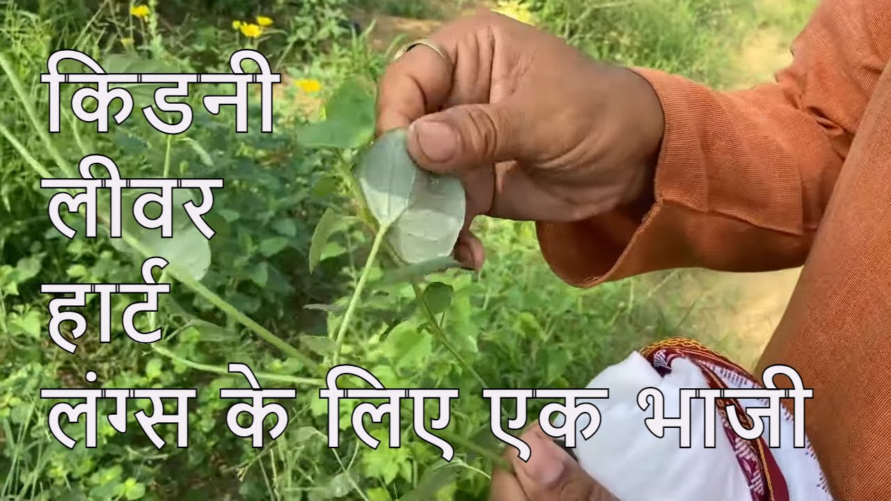 एक भाजी जो किडनी-हार्ट-लिवर-फेफड़े बनते बलिष्ठ।पुनर्नवा।Punarnava।Drmanojyogacharya।Punarnavarishtha