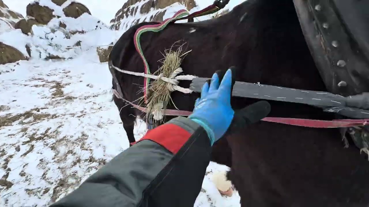 ТАСКАЕМ РУЛОНЫ НА КОНЕ ПО КЛИЧКЕ СОКОЛ. ОБЫЧНЫЙ ДЕНЬ НА ФЕРМЕ ОТ ПЕРВОГО ЛИЦА. 