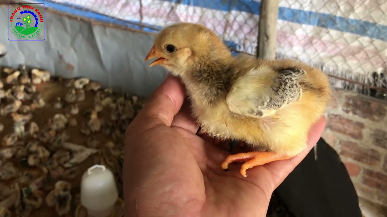 Úm gà con 7 ngày tuổi và những yêu cầu kỹ thuật cơ bản.