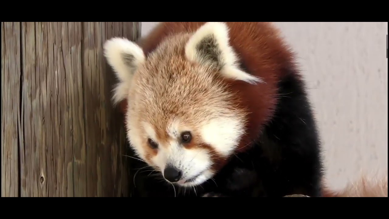 Red panda, cat bear