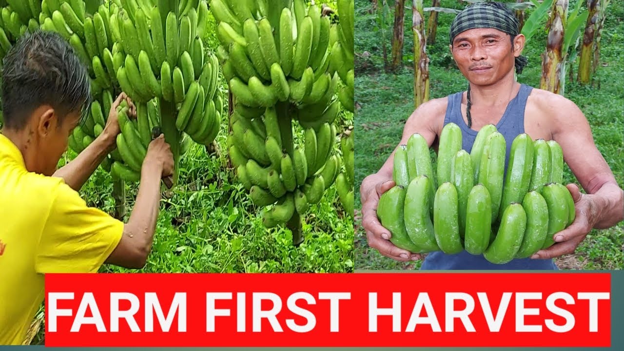 Lakatan farm harvest Montevista Davao de ORO