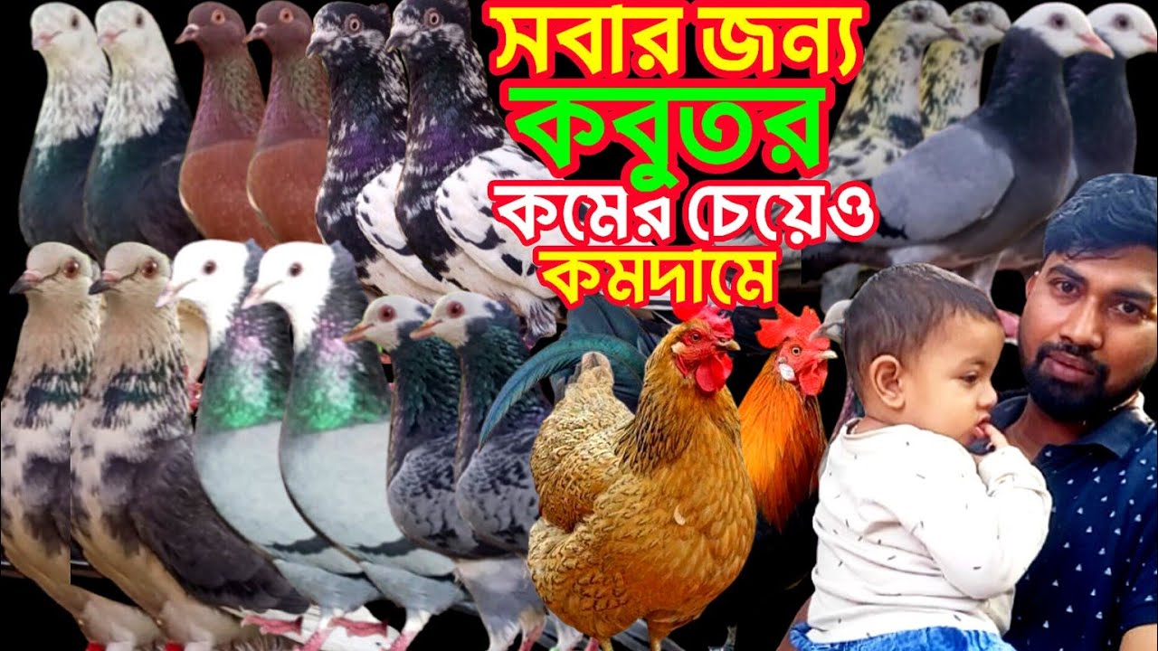 সবার জন্য কবুতর অল্প দামে দেশি কবুতর ও বাচ্চাসহ মুরগী কিনুন #কবুতর