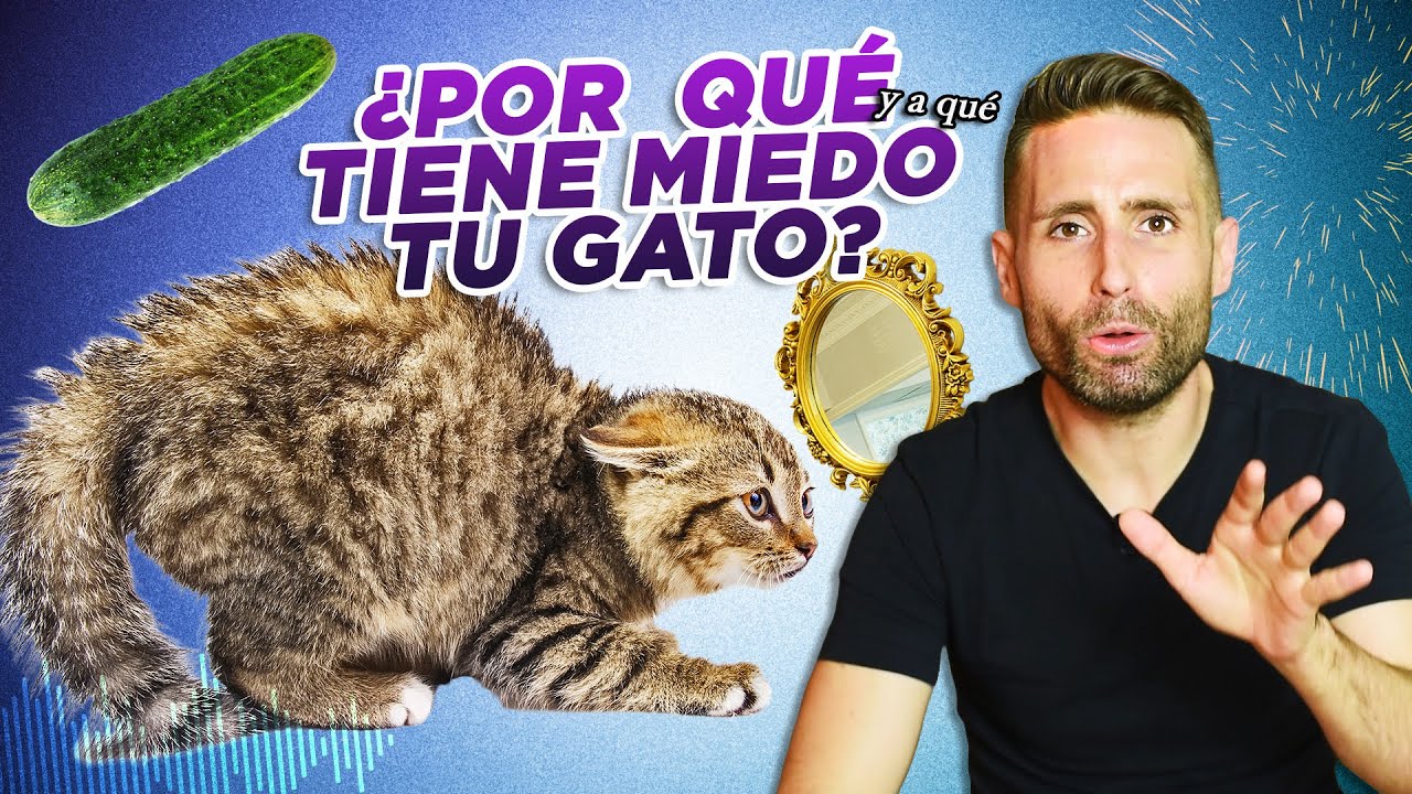 ¿Por qué tu GATO es ASUSTADIZO?🙀👻 | Cosas a las que tienen miedo los gatos 🥒