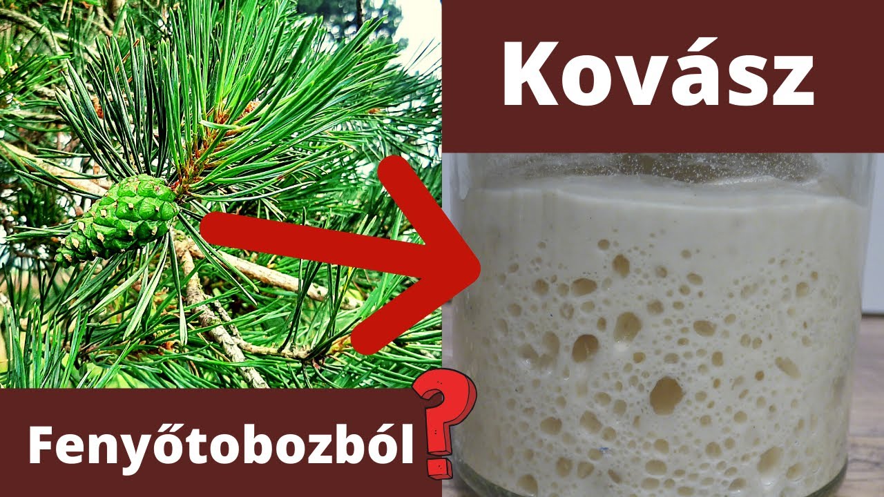 Kovász készítése házilag. Kovász vadélesztővel fenyőtobozból?
