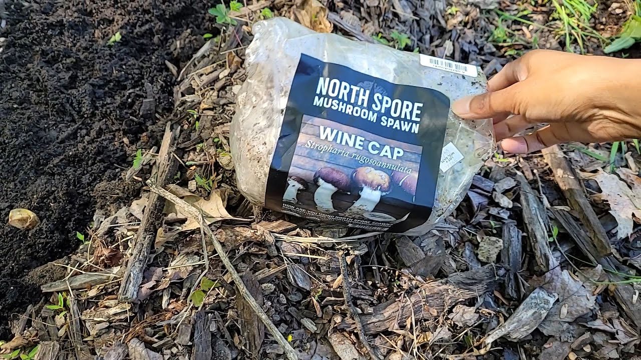 Planting Wine-cap mushrooms (again) #sowwellharvestmore