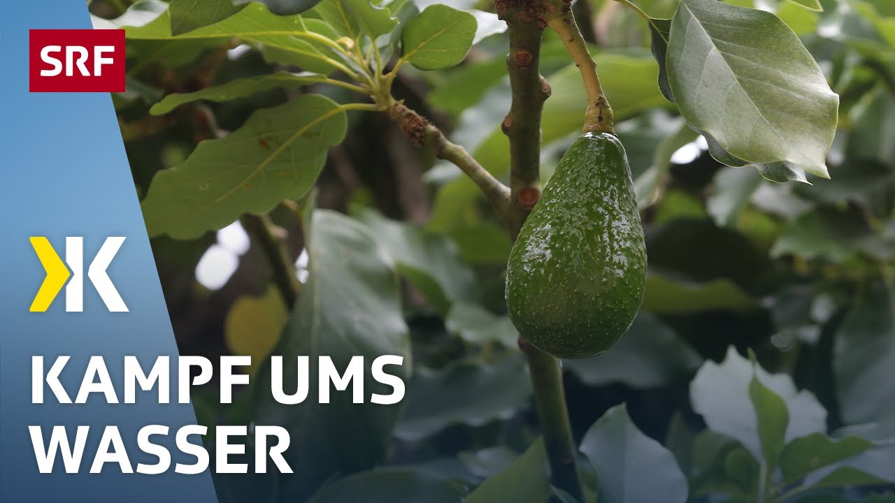 Avocados im Test: Keine Probleme mit Pestiziden, dafür mit Wasser | 2019 | Kassensturz | SRF