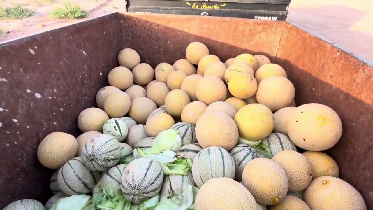 Mirar Camperos los melones que le hemos traído,verás como se van a poner👍😘❤️Siempre Parriba Mi Gente