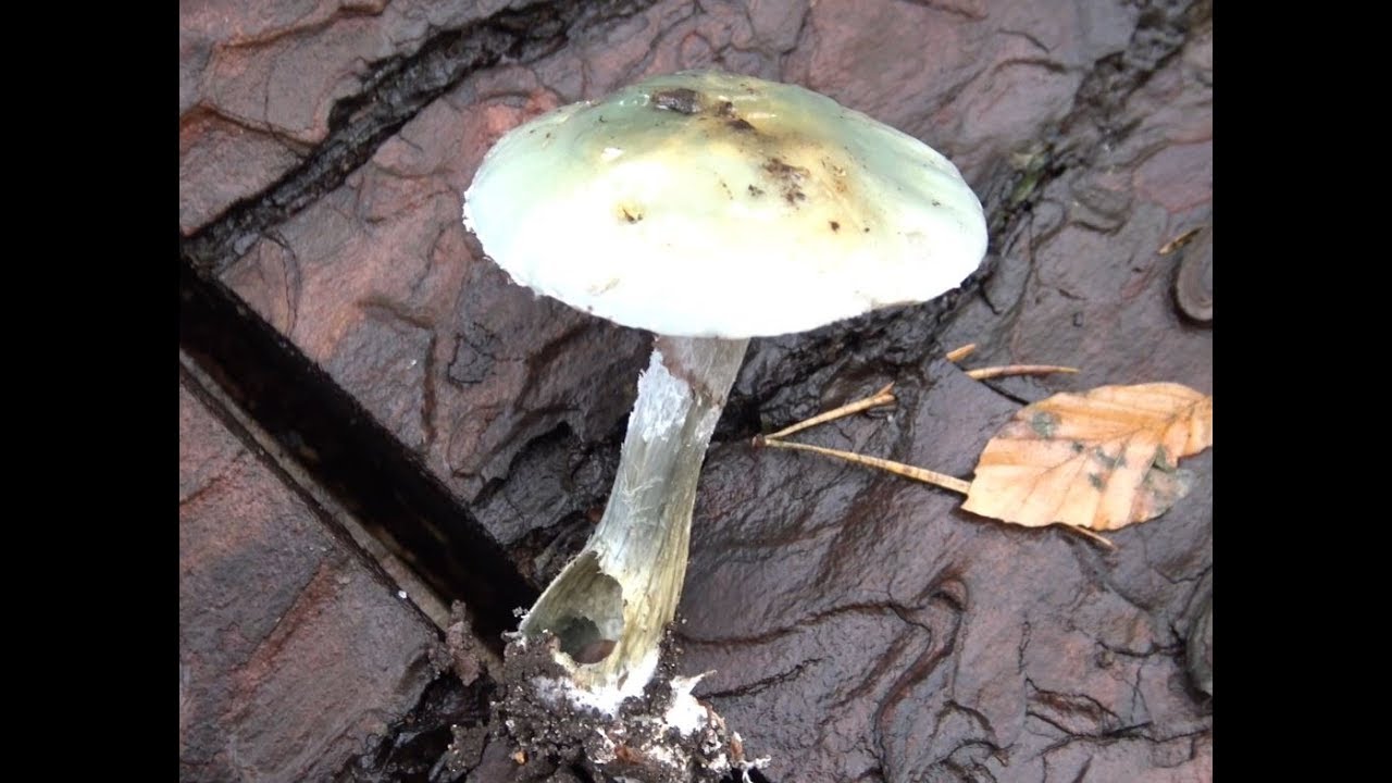Pierścieniak grynszpanowy - Stropharia aeruginosa - Raczej niejadalny, ale..