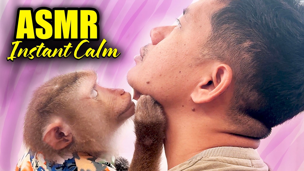 Gentle Monkey ASMR Grooming | Instant Sleep & Calming Sounds