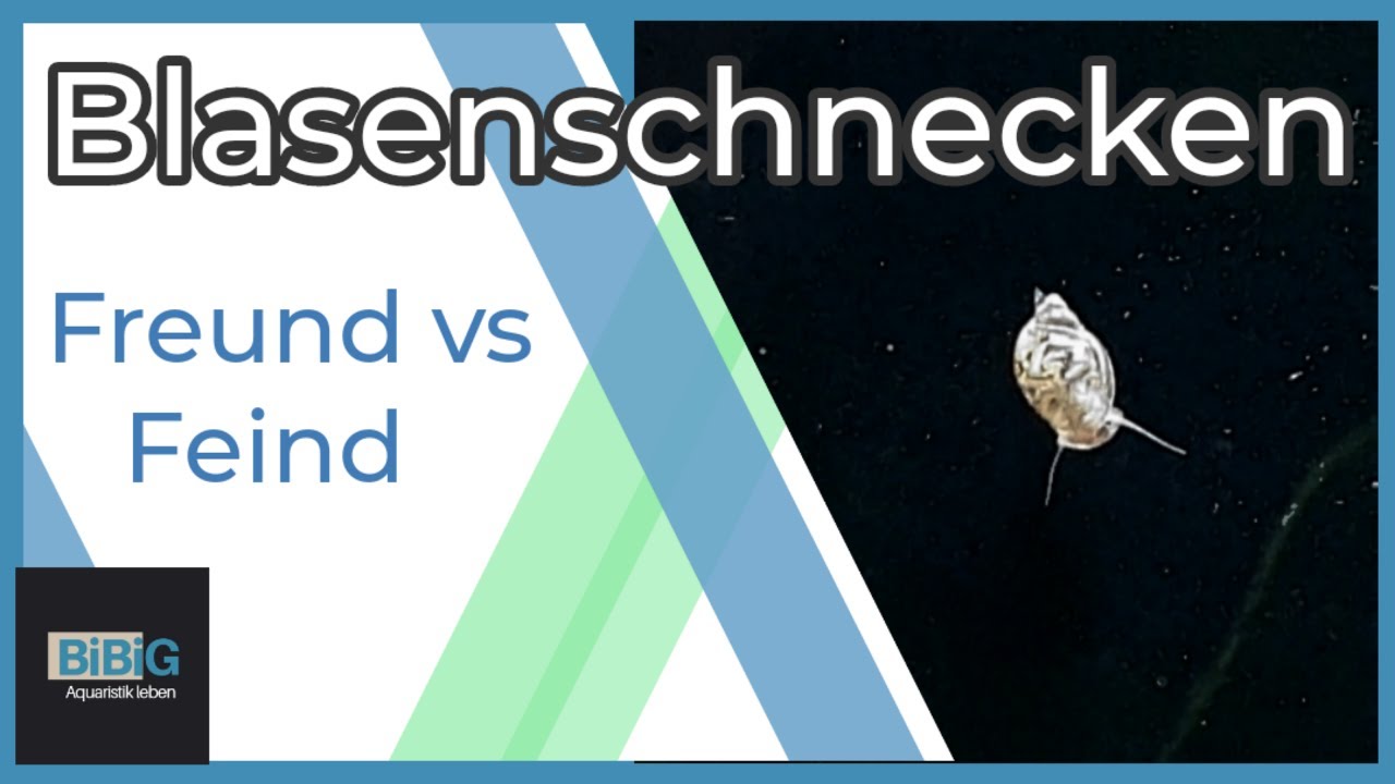 Die Blasenschnecke Physa sp. im Aquarium | für wen Freund, für wen Feind? | Enzyklopädie | BiBiG