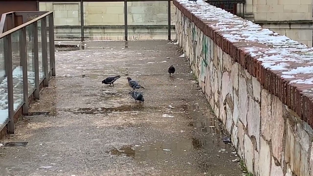 mañana de nieve en León
