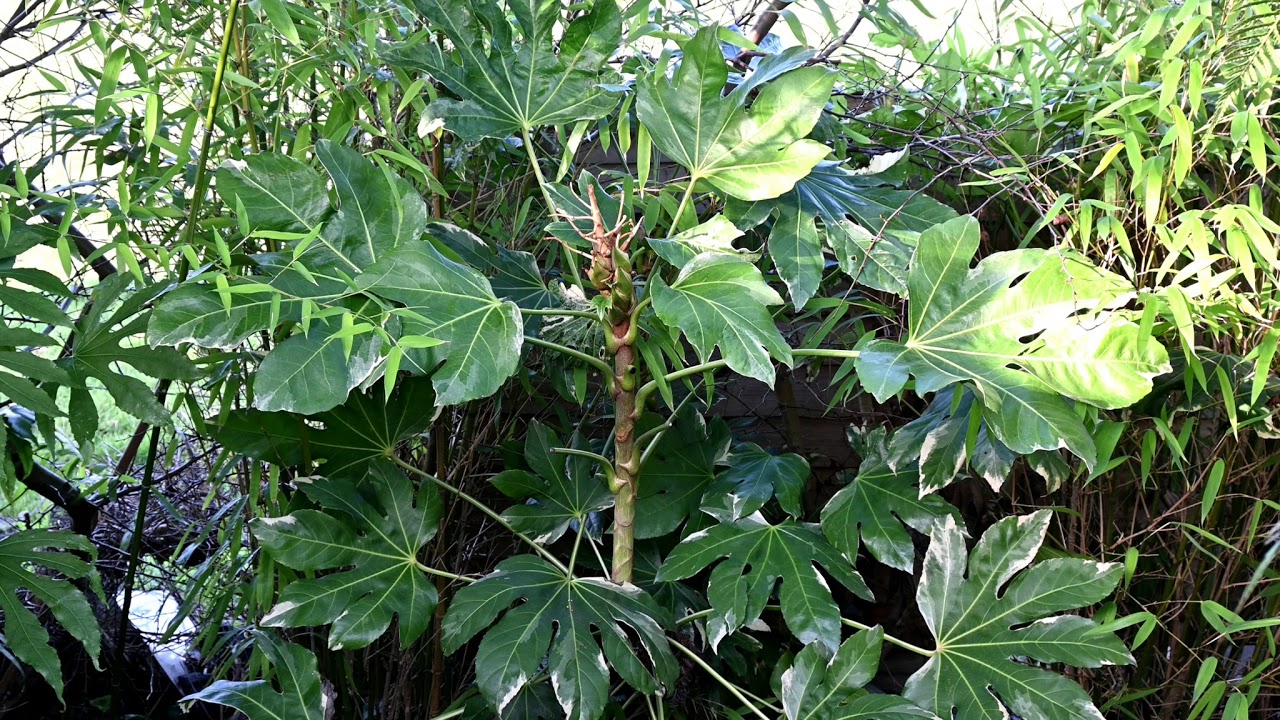 All about Fatsias