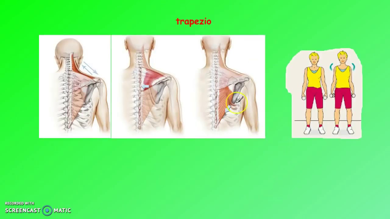 Apparato locomotore seconda parte hd