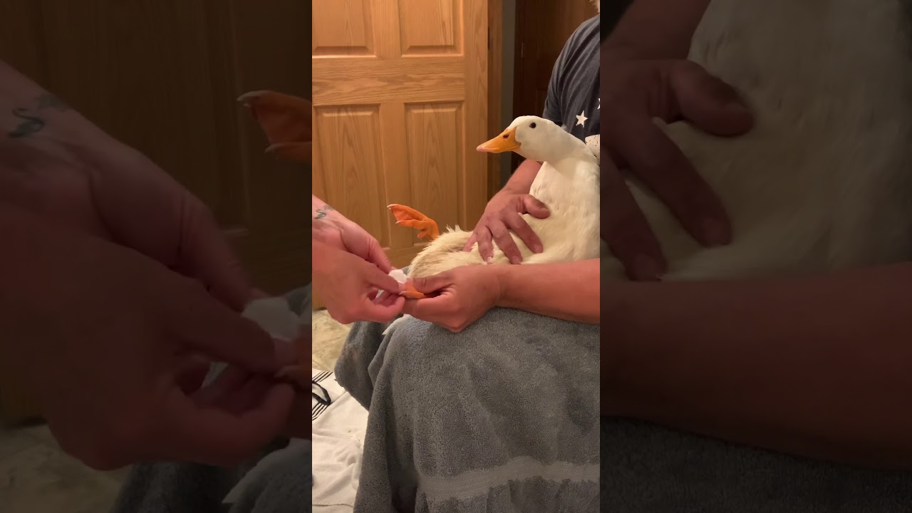 Wrapping a Duck bumblefoot