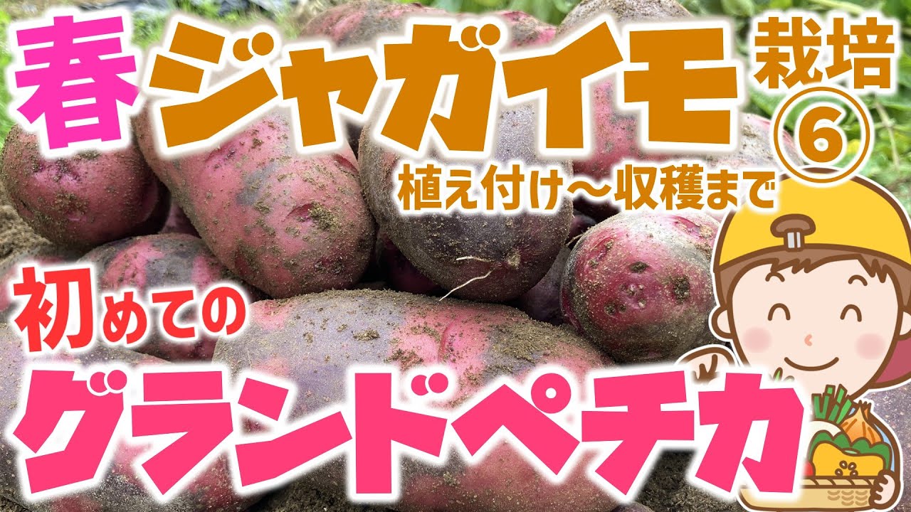 【家庭菜園】春じゃがいも栽培⑥～驚きばかりのグランドペチカ栽培～