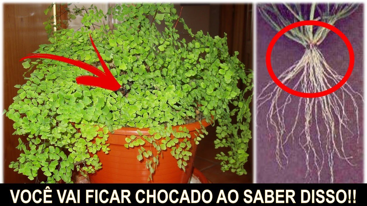 AVENCA O CH&Aacute; QUE PODE DESTRUIR V&Aacute;RIAS DOEN&Ccedil;AS (Voc&ecirc; sabia disso?)